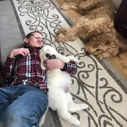 Goldendoodle Puppies from Kellee's Goldendoodles