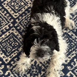 Cockapoos, Shihpoos, Shih Tzus, Shorkies, and Yorkipoos from Christina’s Puppy Utopia