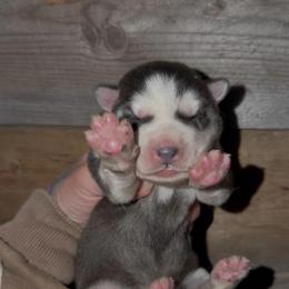 Girl 1 - Black and white female Siberian Husky puppy in Iron River, Wisconsin from Wiemeri Siberians