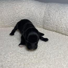 Buoy - Black male Schnoodle puppy in Lathrop, Missouri from RR Schnoodles
