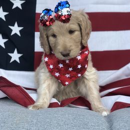 Goldendoodle, Schnoodle, and Sheepadoodle Puppies from Dood Ranch