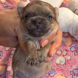 Blue fawn male 6,000 - Blue fawn male Chihuahua puppy in Summerfield, Florida from Uey’s Chihuahuas