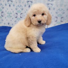 Cream boy - Yellow and white male Bernedoodle puppy in Poplar Grove, Illinois from Awesome Paws
