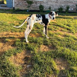 Girl 4 - Great Dane puppy in Dundee, Michigan from Weslow AKC Danes