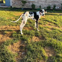 Girl 4 - Great Dane puppy in Dundee, Michigan from Weslow AKC Danes
