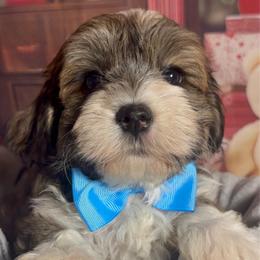 Happy - Gold sable male Havanese puppy in Clermont, Florida from Country Sweet Havanese and Creative Coaching