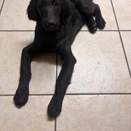 Green collar (Leo) - Black male Goldendoodle puppy in Las Vegas, Nevada from Doodles by Design