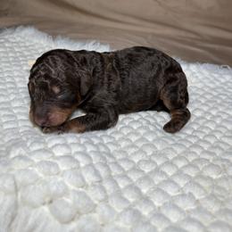 Rigel - Phantom male Goldendoodle puppy in Palmetto Bay, Florida from SOMIDOODLES