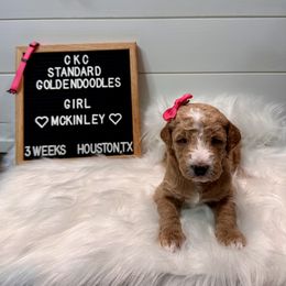 Aussiedoodle and Goldendoodle Puppies from Toledo Creek Doodles