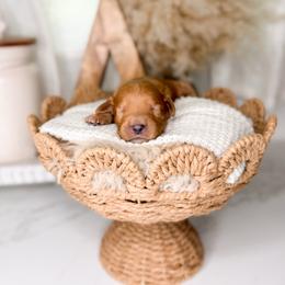 Rowdy - Red  male Goldendoodle puppy in Ooltewah, Tennessee from Allison Family Doodles