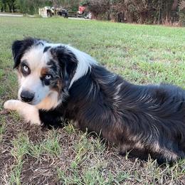 Miniature Australian Shepherds from Bunkey Latimer's Miniature Australian Shepherds