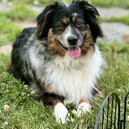 Sevenna - Miniature American Shepherd