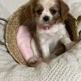 Girl 1 - Blenheim Cavalier King Charles Spaniel puppy in Texarkana, Arkansas from Miller's Cavaliers