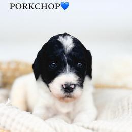 Pork chop - Black and white male Bernedoodle puppy in New Harmony, Indiana from Cottonwood Farms
