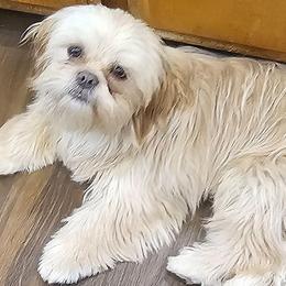 Teddy - Cream and white male Shih Tzu puppy in Victorville, California from RUMBLE n TUMBLE