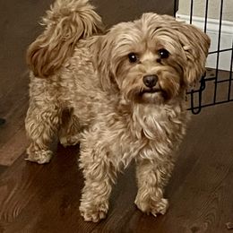 Disco Inferno 🔥 - Havanese