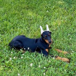 Daphne (Purple Collar) - Black and rust female Doberman Pinscher puppy in Centralia, Missouri from TopSpots Farm