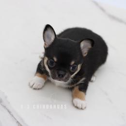 Otis - Black and tan male Chihuahua puppy in Tulsa, Oklahoma from H-3 Chihuahuas