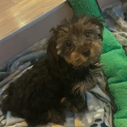 Buster - Black and tan male Yorkshire Terrier puppy in West Warwick, Rhode Island from Robyn’s Nest
