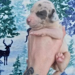 Key lime pie - Blue and white male Great Dane puppy in Monroe County, Pennsylvania from Poke-A-Nose Danes