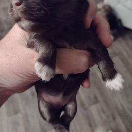 Havanese Puppies from Dori Scott
