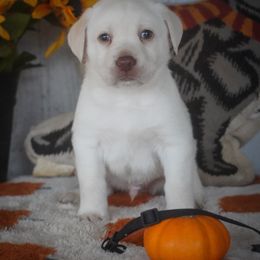 Black Collar - Yellow male Labrador Retriever puppy in Ridgecrest, California from Black Mountain Service Dogs