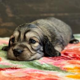 Coral - Cream female Dachshund puppy in Dothan, Alabama from Little House Pups