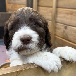 Kaye - female Newfypoo puppy in San Antonio, Texas from Mammoth Doodles