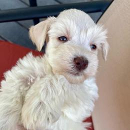 Marcus - Wheaten male Miniature Schnauzer puppy in Interlachen, Florida from Pam's Schnauzers