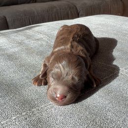Dustin - Chocolate male Goldendoodle puppy in Eureka, California from North Coast Doodles