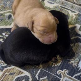 Boy 1 - Yellow male Labrador Retriever puppy in Newport, North Carolina from AKS’s Water Bound Retrievers