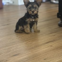 Australian Shepherd, Boerboel, Shorkie, and Yorkshire Terrier Puppies from SATA Kennels