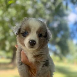Ginger - Blue merle female Toy Australian Shepherd puppy in Greensboro, North Carolina from Rambling L Toy& Mini Aussies