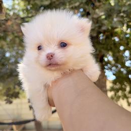 Nimbus - Cream male Pomeranian puppy in Santa Clarita, California from Hollywood Mini Pets