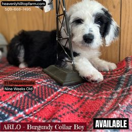 Goldendoodle, Poodle, and Sheepadoodle Puppies from Heavenly Hilltop Farm