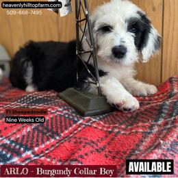 Goldendoodle, Poodle, and Sheepadoodle Puppies from Heavenly Hilltop Farm