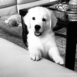 Golden Retriever Puppies from Chrysanthos Golden Retrievers