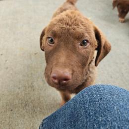 Strawberry - Brown female Chesapeake Bay Retriever puppy in Soap Lake, Washington from Desert Oasis Kennels