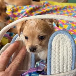 Stark - Fawn male Chihuahua puppy in Seneca, Missouri from Stephanie’s Puppy Colony