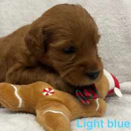 Girl 5 - Red  female Goldendoodle puppy in Etowah, North Carolina from Lance Doodle Farm