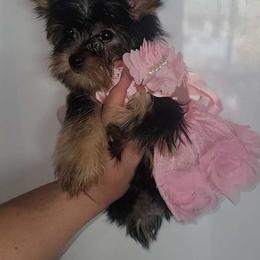 Biewer Terrier, Morkie, Yorkipoo, and Yorkshire Terrier Puppies from Yorkie Your Soulmate Puppy