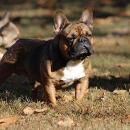 French Bulldogs and Rottweilers from Bullies of the Backwoods