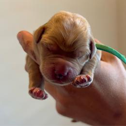 Rusty - Yellow male Labrador Retriever puppy in Carthage, North Carolina from Wicked Pines Retrievers