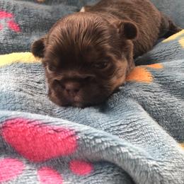 Oliver Twist - Chocolate male Shih Tzu puppy in Milton, Florida from Shih tzu adventures of Santa Rosa Florida