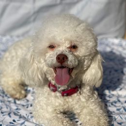 Buddy - Cockapoo