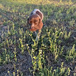 Girl 2 - Liver roan female German Shorthaired Pointer puppy in Mcrae, Georgia from Adams Pointers