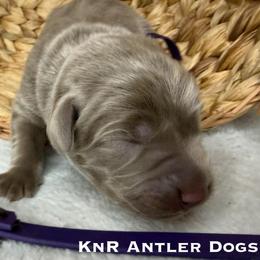 Ash - Silver female Dilute Retriever puppy in Grants Pass, Oregon from KnR Antler Dogs