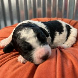 Polar - Black and white male Bernedoodle puppy in Russellville, Arkansas from Crossgate Doodles