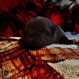Boy 3  1900.00 - Liver male Shih Tzu puppy in Wooster, Ohio from Mending Hearts Shih Tzu's