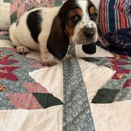 Disco - Black and white male Basset Hound puppy in Letcher, Kentucky from Hackers Appalachian Basset Hounds